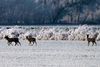 "Ein Sprung" von vier Ricken ( weibliche Rehe ) sind in winterlichen Outback von Schapen unterwegs. Alle Bilder dieser Bildserie sind freihändig mit sehr viel Ausschuss entstanden. Die Exif-Daten: Sony Alpha 1, Sony 200-600mm bei 600mm in APS-C Modus, entspricht eine Äquivalenten Brennweite von 900mm. Belichtungsprogramm: P, +/- : - 0,7EV, Verschlusszeit: 1/640 Sek., ISO 100 und die Blende betrug 7.1