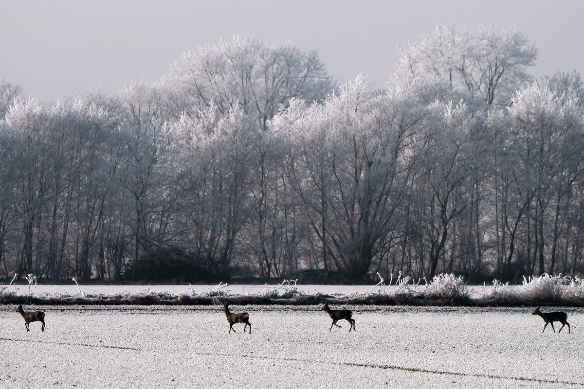 "Ein Sprung" von fünf Rehe und das Leittier ist eine Ricke (weibliches Reh). Die beiden Rehböcke bleiben in der Mitte des Sprung. (Es wurden auf dieser Aufnahme nicht alle 5 Tiere erfasst) Die Exif-Daten: Sony Alpha 1, Sony 200-600mm bei 411mm in APS-C Modus, entspricht eine Äquivalenten Brennweite von 616mm. Belichtungsprogramm: P, +/- : - 0,7EV, Verschlusszeit: 1/640 Sek., ISO 100 und die Blende betrug 7.1