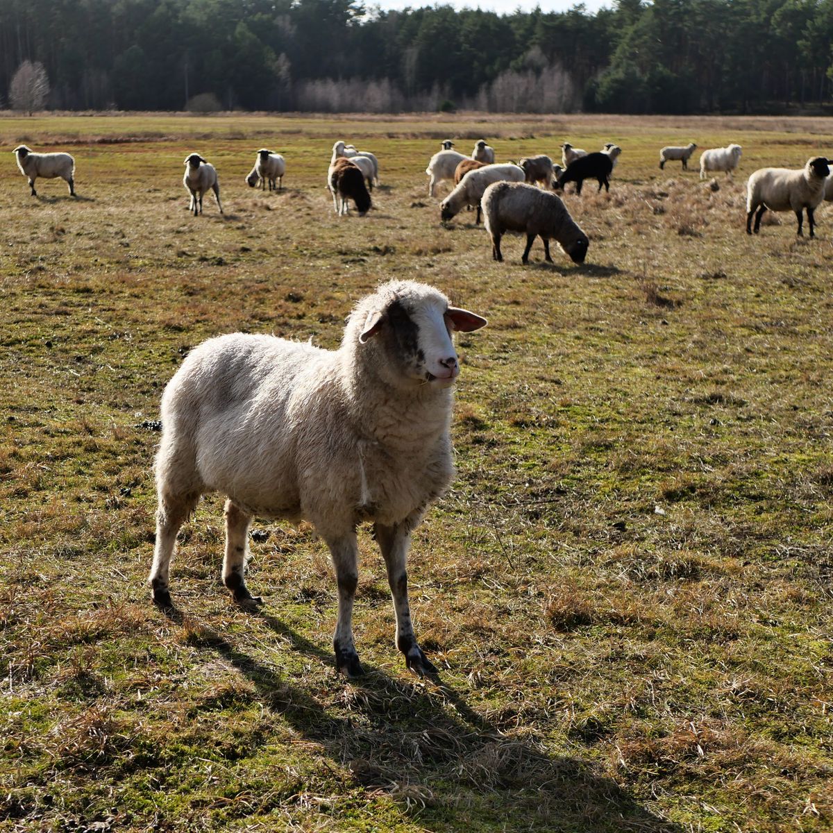 Das Waldschaf