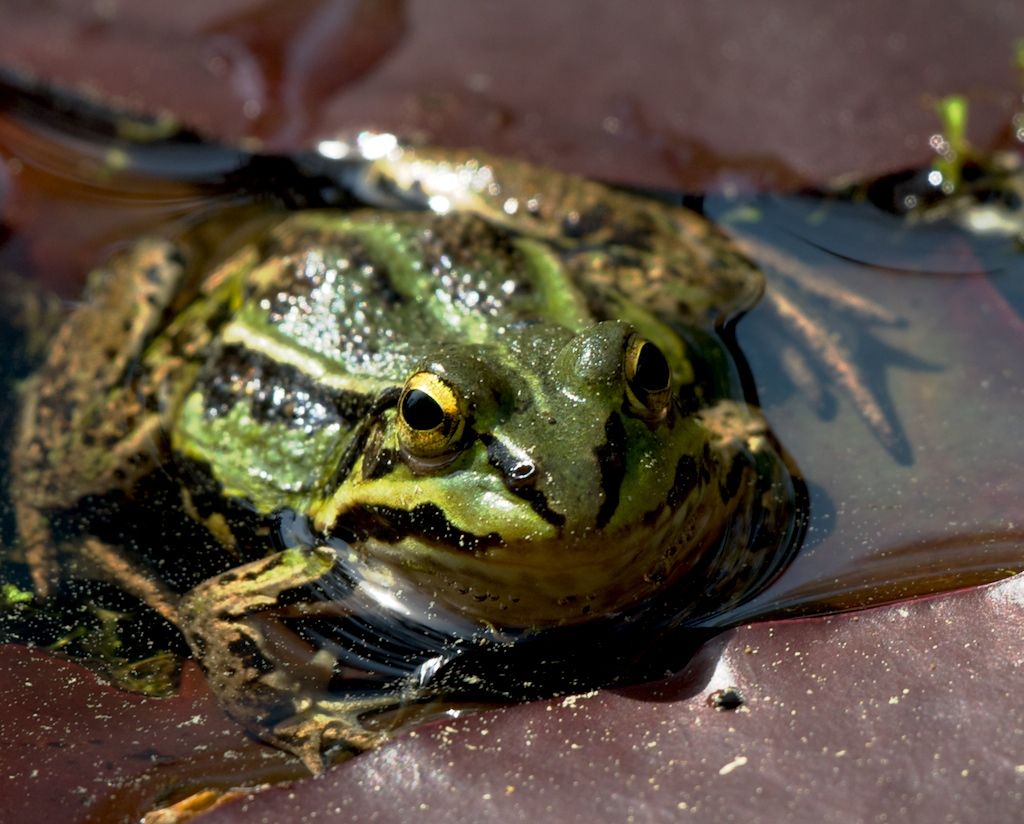 Ein Frosch in seinem Element