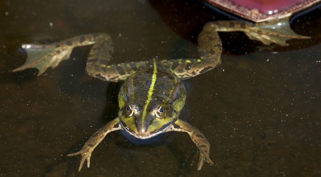 Ein Frosch der sich im Wasser treiben liess...
Er sah sehr entspannt aus