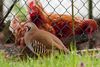 Das Steinhuhn hat unsere Haushühner gefunden, das von diesen sehr kritisch beobachtet wird.