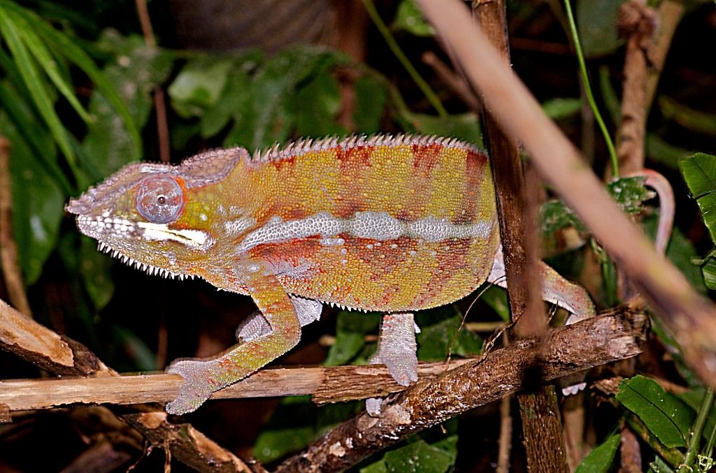 In der Tierhalle gefunden...die Dinger sind aber noch flott unterwegs und man muss sich beeilen um es noch auf dem Bild zu haben