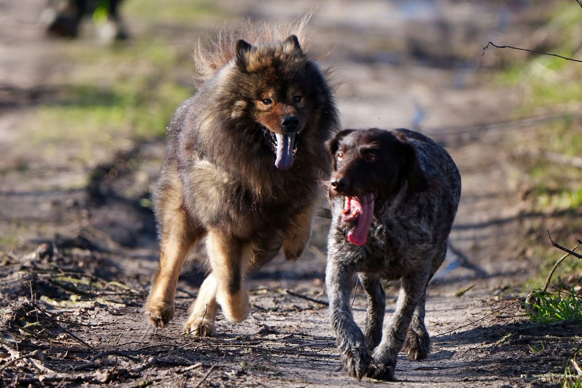 In Schnellschritt  sind Lola und Cayro, in Outback von Schapen unterwegs