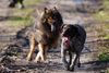 In Schnellschritt  sind Lola und Cayro, in Outback von Schapen unterwegs