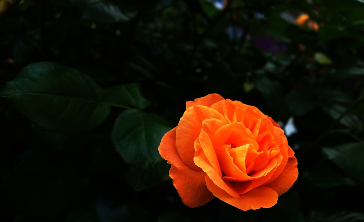 Orange Rose