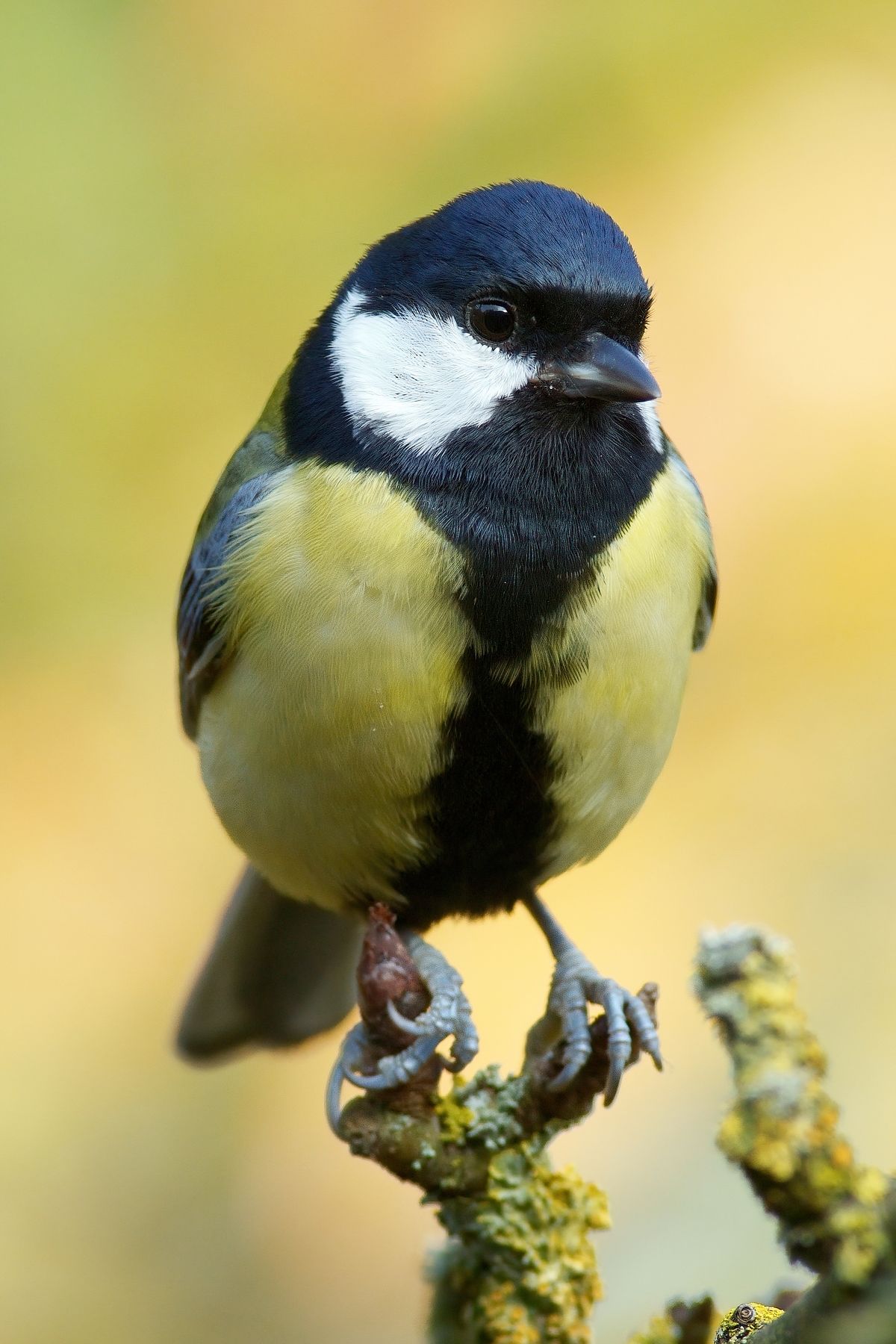 Eine Kohlmeise in "Bad Meingarten" Die Exif zum Bild: Freihandaufnahme, Alpha 1, A-Modus (Zeitautomatik), Verschlusszeit:1/400s, Blende: 6.3, +/-: -0,3EV, ISO: 400, Brennweite: 400mm mit Minolta 400mm F4.5 APO