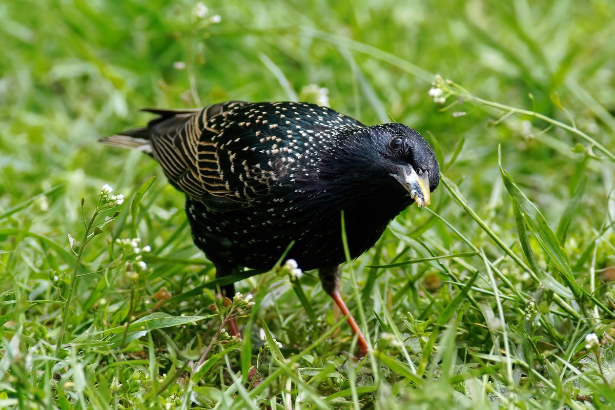 Die Exif zum Bild: Freihandaufnahme, Alpha 77II, Modus A, Verschlusszeit:1/320s, Blende: 6.3, ISO: 400, Brennweite: 400mm mit Minolta 400mm F4.5 APO