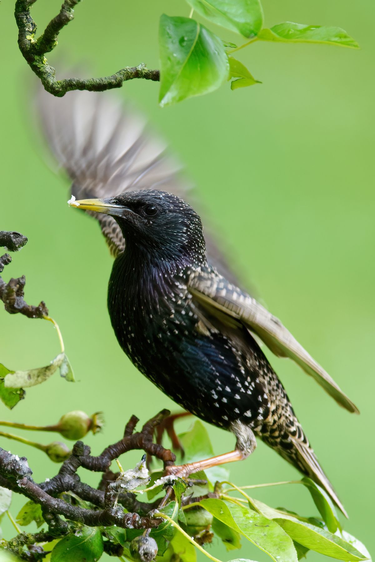 Die Exif zum Bild: Freihandaufnahme, Alpha 77II, Modus A, Verschlusszeit:1/500s, Blende: 7.1, ISO: 500, Brennweite: 400mm mit Minolta 400mm F4.5 APO