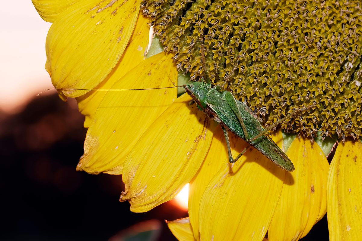 Das Grüne Heupferd (Tettigonia viridissima) ist die größte heimische Heuschrecke in Deutschland.