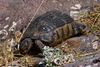 Eine Griechische Landschildkröte (Testudo hermanni) in freier Wildbahn. Lokation : Athen / Griechenland