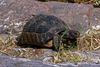 Eine Griechische Landschildkröte (Testudo hermanni) in freier Wildbahn. Lokation : Athen / Griechenland