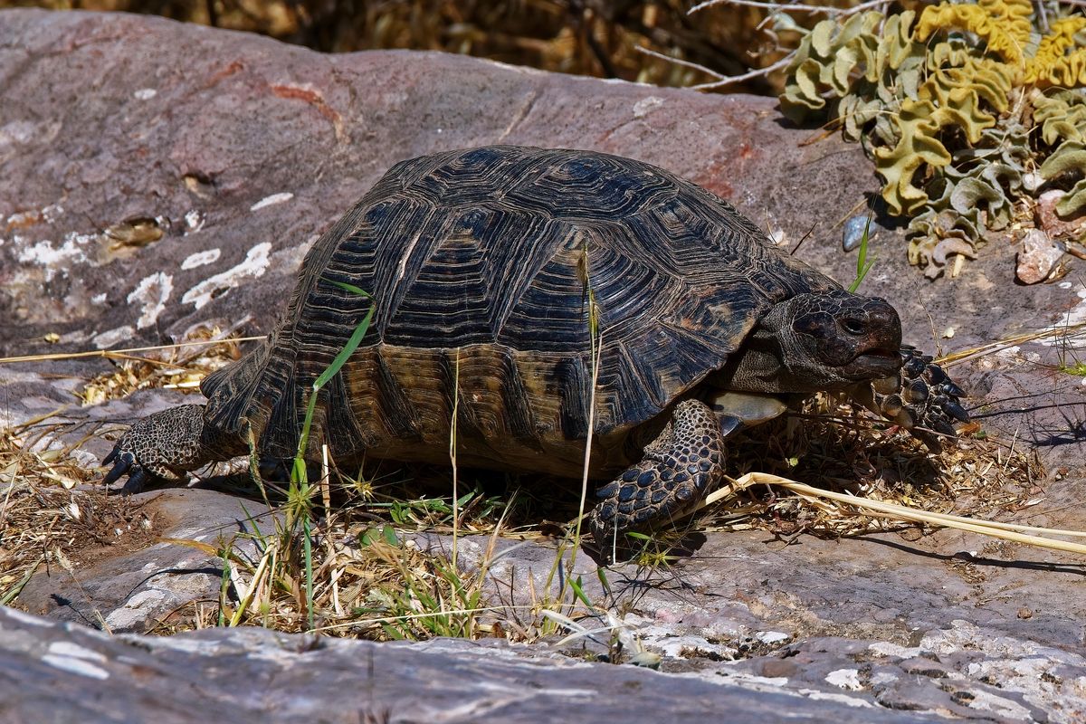 Eine Griechische Landschildkröte (Testudo hermanni) in freier Wildbahn. Lokation : Athen / Griechenland