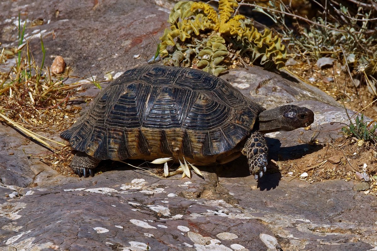 Eine Griechische Landschildkröte in freier Wildbahn auf dem Philopappos Hill. Lokation : Athen / Griechenland