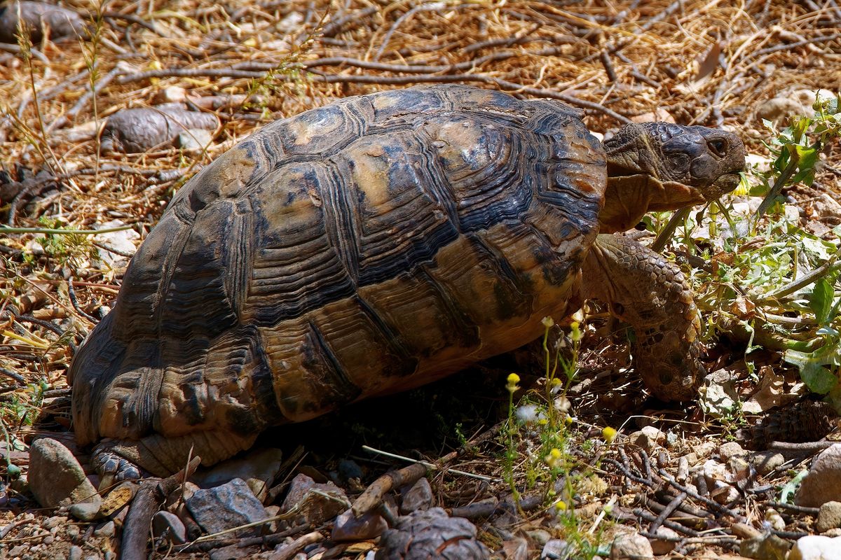 Eine Griechische Landschildkröte in freier Wildbahn auf dem Philopappos Hill. Lokation : Athen / Griechenland