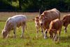 Rinder auf eine Wiese in Schapen / Emsland