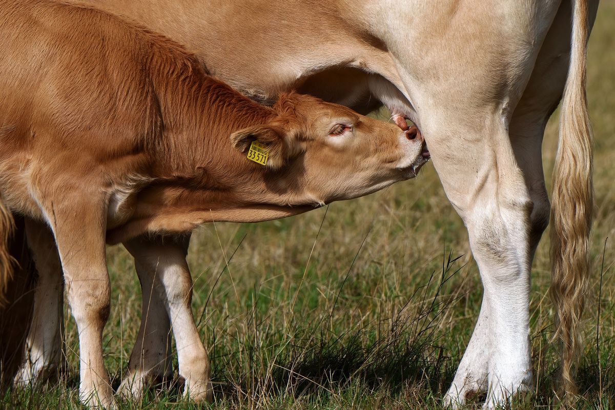 Glückliche Kühe gibt es doch noch. Ein Kälbchen saugt Milch vom Euter seiner Mutter. Lokation : Schapen / Emsland