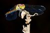 Mit hoher Wahrscheinlichkeit handelt es sich bei diesen Insekt um das Weibchen der Schwarzen Heidelibelle (Sympetrum danae) Die Libelle ist von unten schwarz, die blau / Violett farbigen Bilddetails sind Zugaben von Kamera und Objektiv. ( chromatische Aberration und Farblängsfehler / Farbquerfehler )