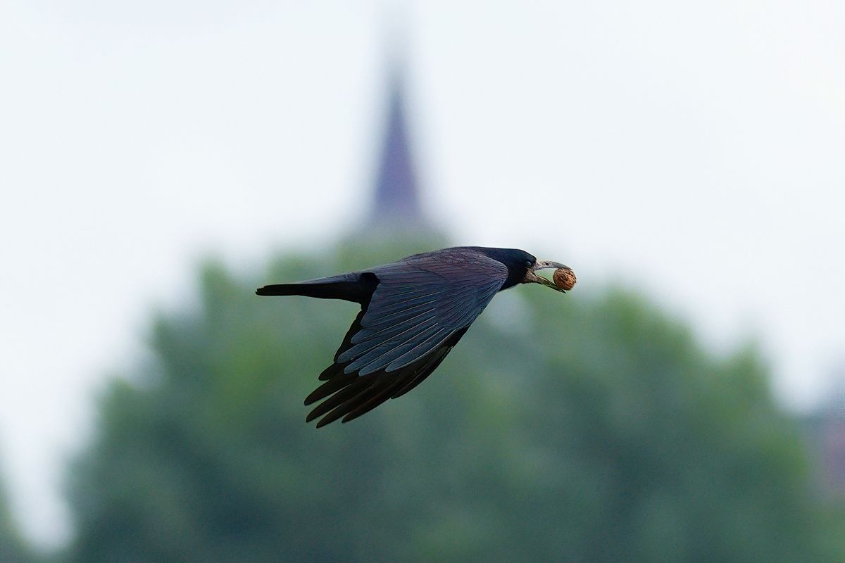 Ein Kolkrabe hat eine Walnuss erbeutet. Lokation : Spottersbult Marssum / Vliegbasis Leeuwarden