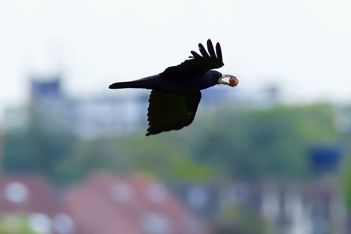 Ein Kolkrabe hat eine Walnuss erbeutet. Lokation : Spottersbult Marssum / Vliegbasis Leeuwarden