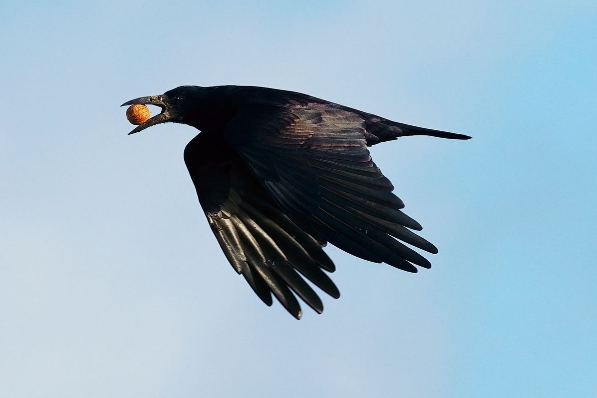 Ein Kolkrabe hat eine Walnuss erbeutet. Lokation : Spottersbult Marssum / Vliegbasis Leeuwarden