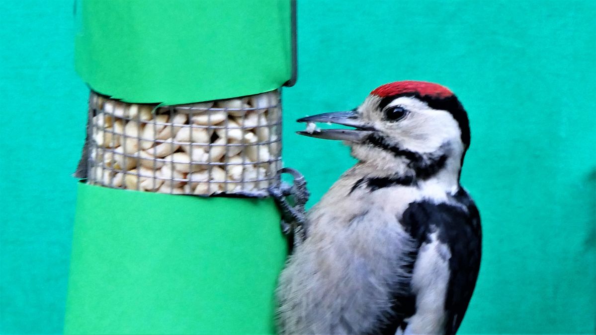 den habe ich vor ein grüntuch fotografiert.jpg