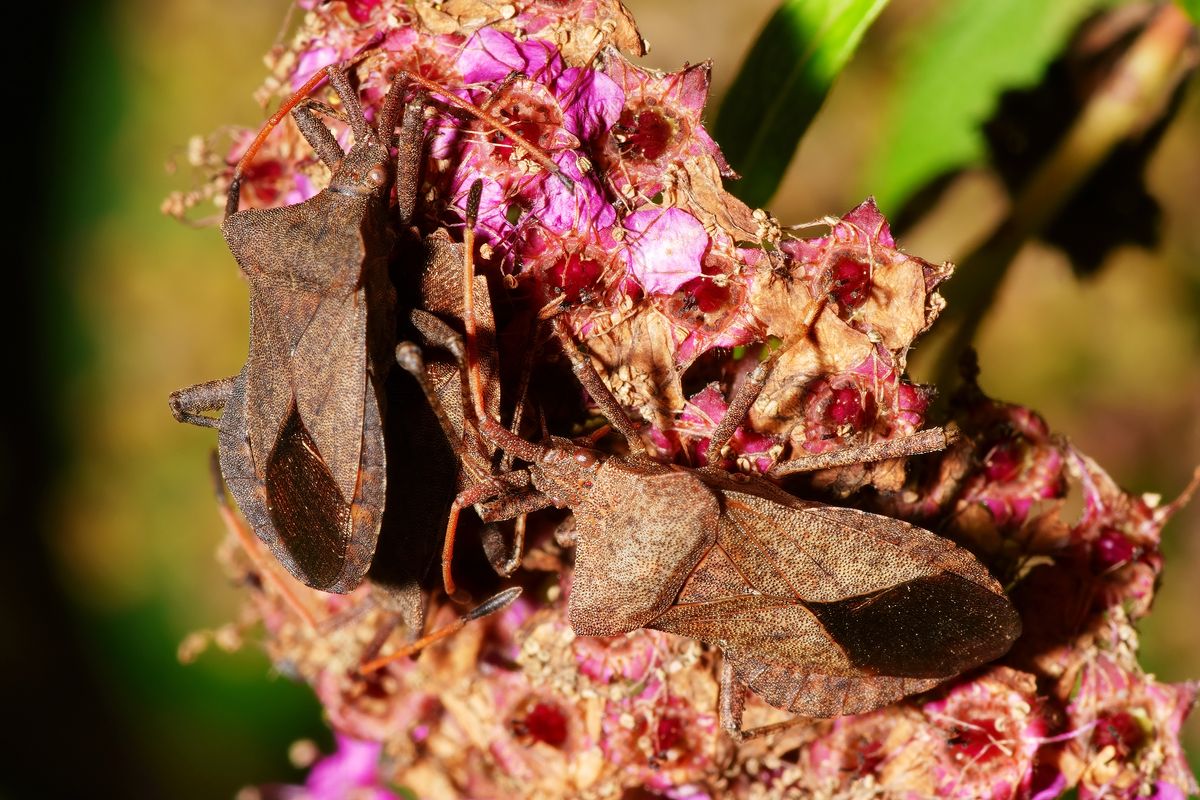 Die Große Randwanze (Coreus marginatus) wird auch Lederwanze oder Saumwanze genannt. Der Name der Randwanzen resultiert aus dem verbreiterten Rand des Hinterleibs.