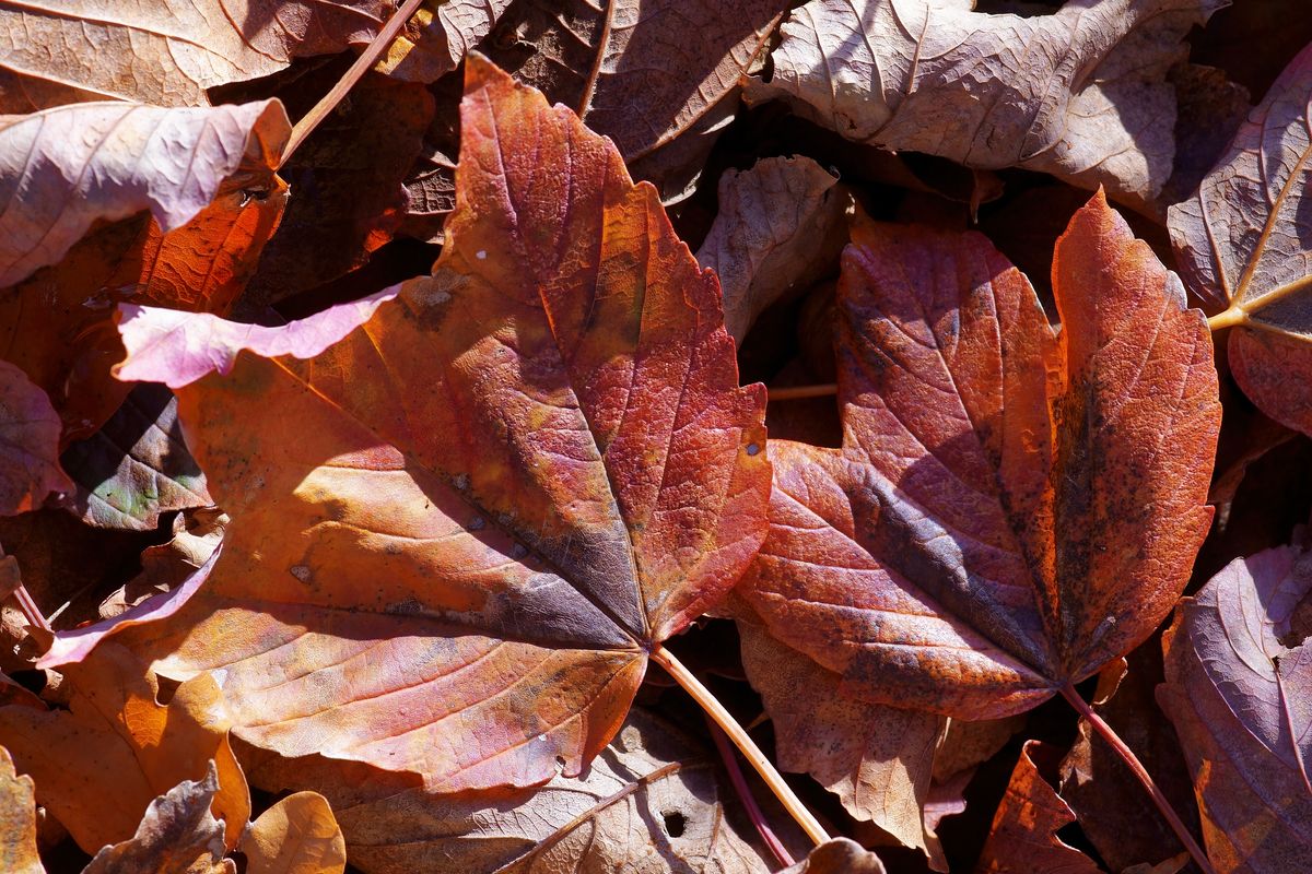 Ton in Ton wie in der Natur vorgefunden, mit der Farbe Rot / Braun