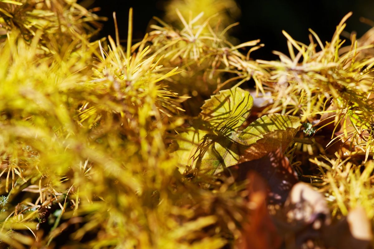 Ton in Ton wie in der Natur vorgefunden, mit der Farbe Gelb