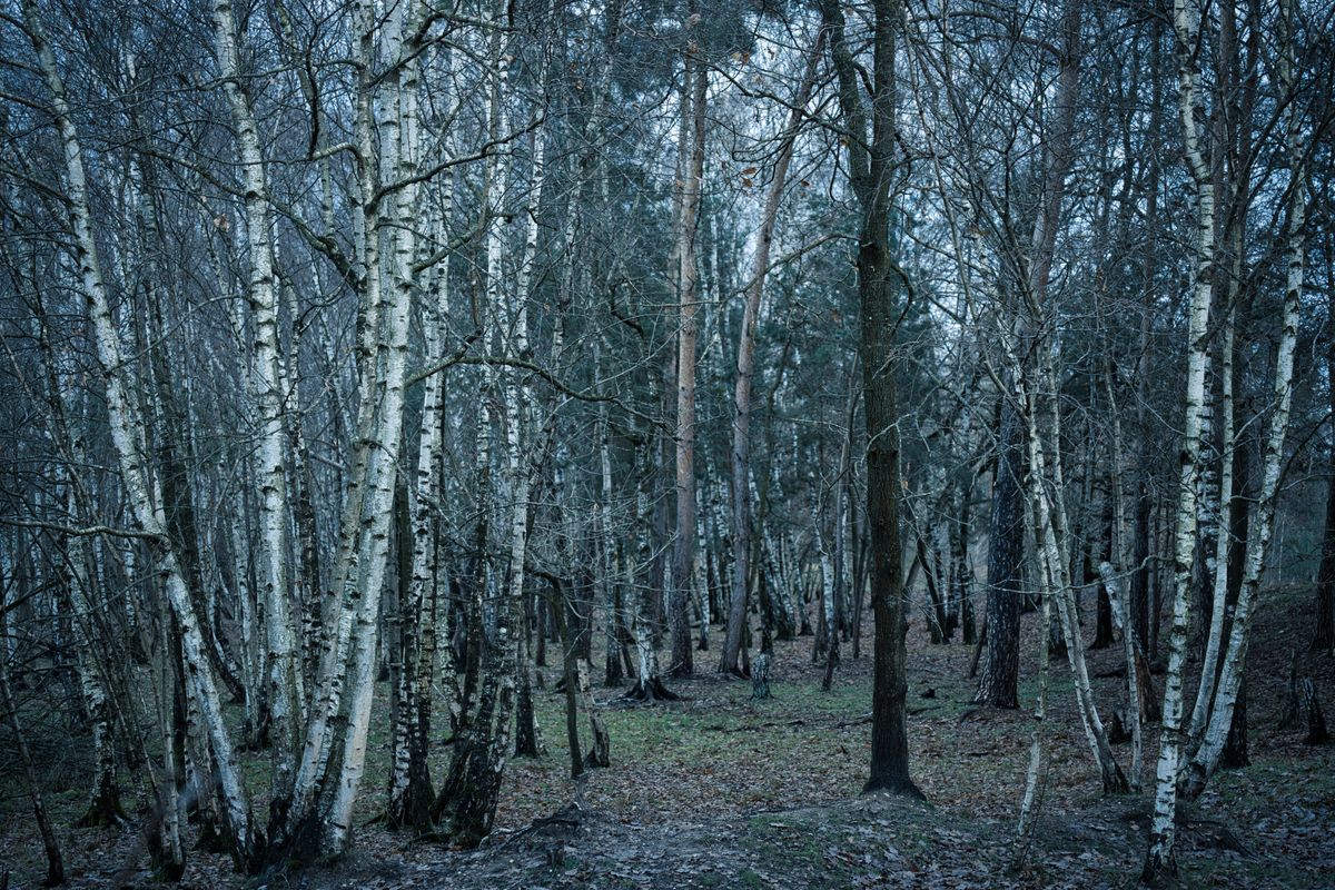 Winterwald in den Maasduinen