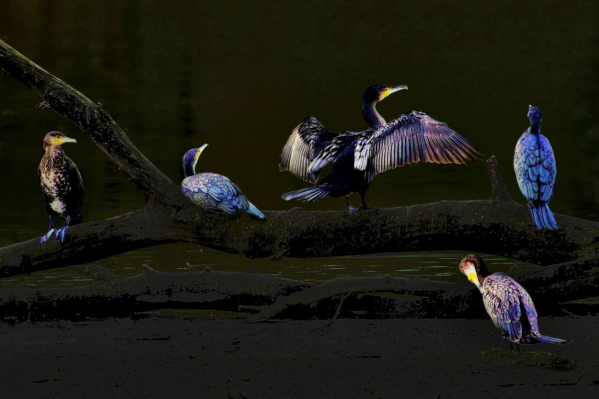 ....entspannte wasserrabentruppe