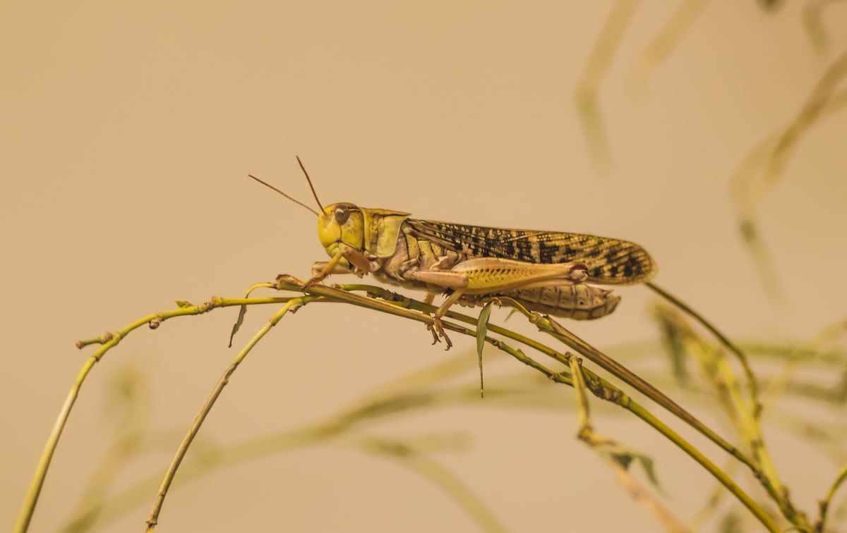 Wanderheuschrecke Migratory Locusts