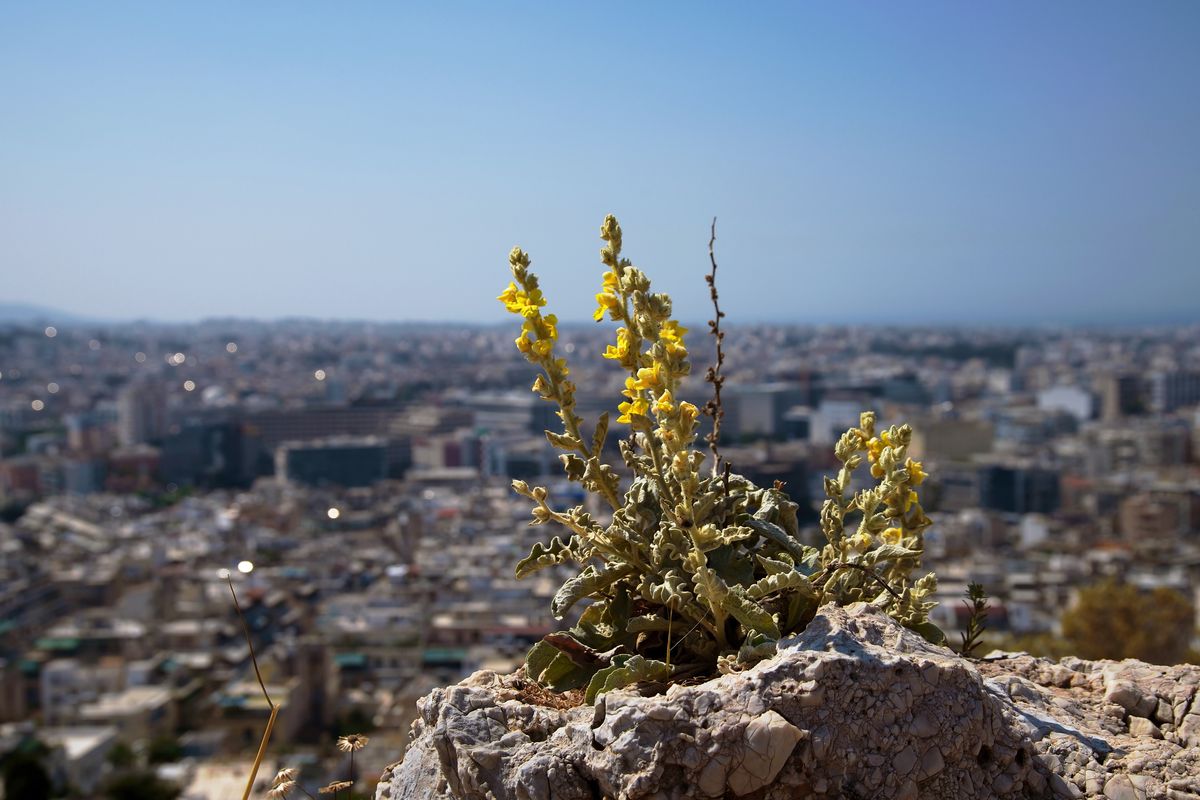 Am Abgrund zur Zivilisation !  Eine Königskerze blüht auf dem "Hill Of The Nymphs" oberhalb Athen