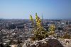 Am Abgrund zur Zivilisation !  Eine Königskerze blüht auf dem "Hill Of The Nymphs" oberhalb Athen