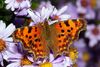 Ein C-Falter ( Polygonia c-album ) in heimischen Garten