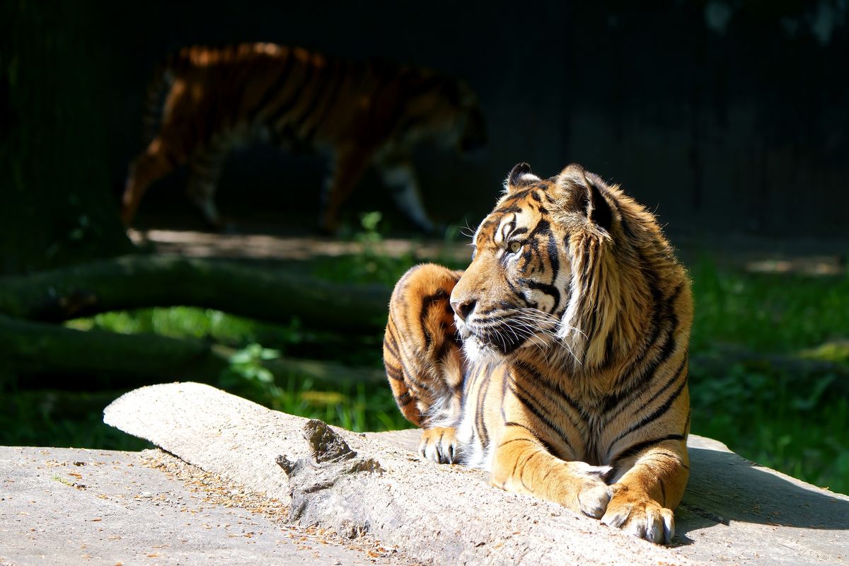 Die Sumatra-Tigerin "Naga" in Hintergrund kann man den Sumatra-Tiger Kater "Kabus" erkennen, der am Sonntag, 16. Oktober 2022 in NaturZoo / Rheine verstarb.