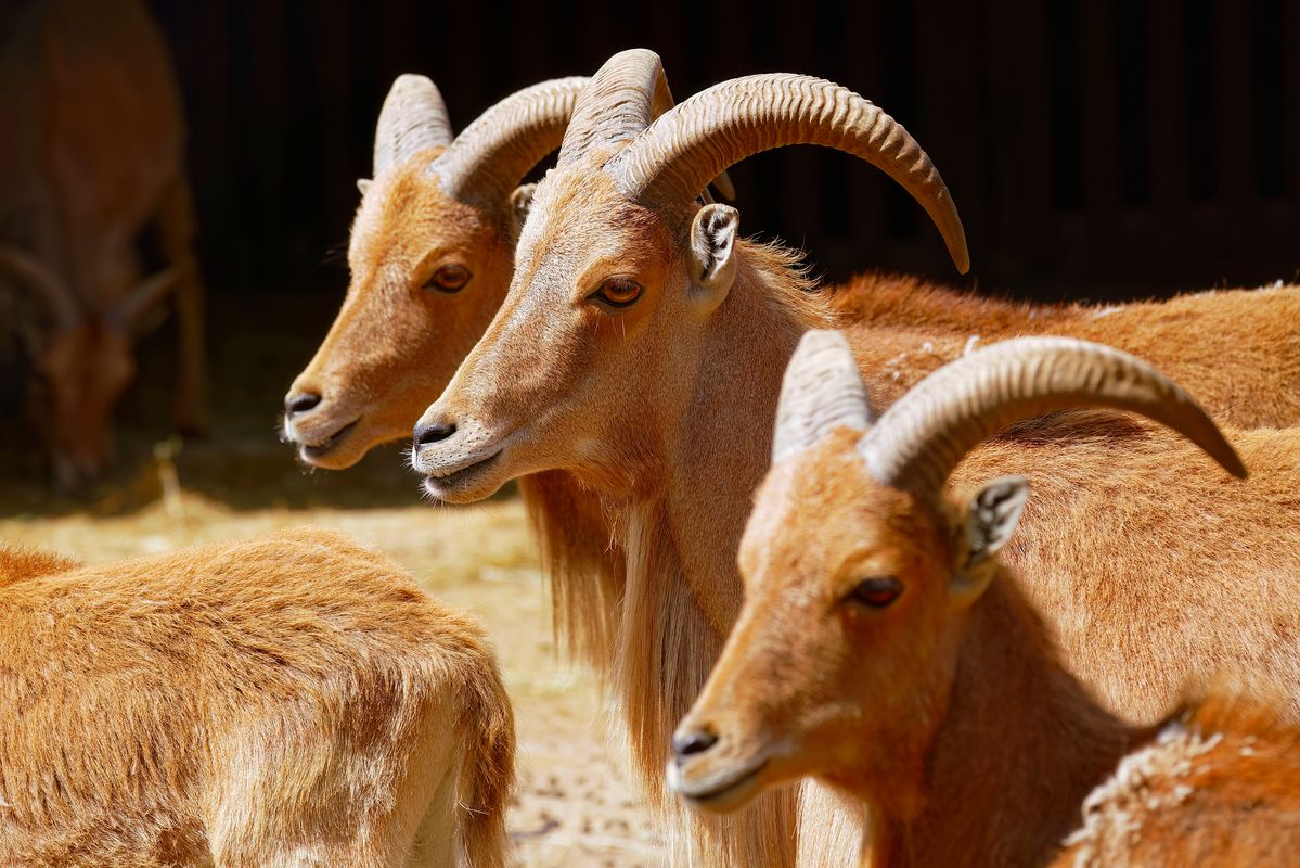 Diese Steinböcke wurden in NaturZoo in Rheine aufgenommen.