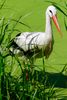 Der Naturzoo Rheine beheimatet mit rund 30 Störche, die größte Weißstorch Kolonie in Nordrhein-Westfalen. Dazu gesellen sich rund 30 weitere Störche aus dem direkten Umland.