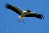 Dieser Weißstorch, auch Klapperstorch genannt, wurde beim Transport von Nistmaterial in NaturZoo in Rheine aufgenommen.