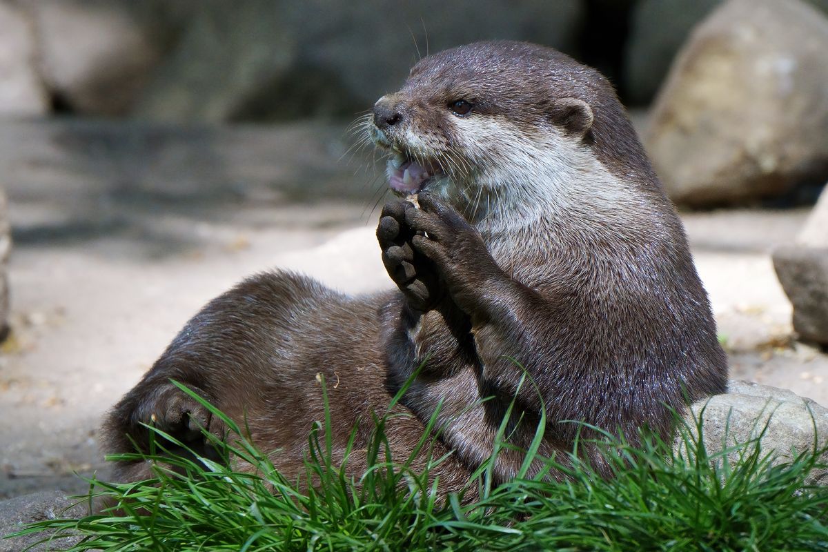 Ein Zwergotter oder Kurzkrallenotter, aufgenommen in NaturZoo in Rheine