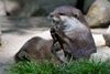 Ein Zwergotter oder Kurzkrallenotter, aufgenommen in NaturZoo in Rheine