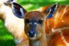 In Portrait,  eine Sitatunga Antilope, aufgenommen in NaturZoo in Rheine