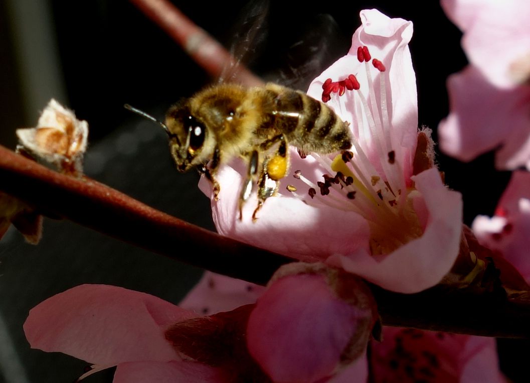 Ein Schnappschuss im Zeichen des Frühlings: Dieser Blüten- Kelch ist "abgeräumt"- auf zum nächsten.