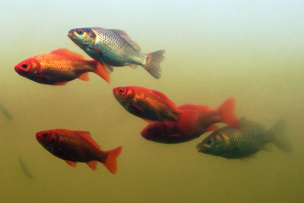 Vier normale Goldfische und zwei Silberfarbene Exemplare, aufgenommen durch ein Sichtfenster am See des Visitors Center  von Oasi La Rizza in Bentivoglio.