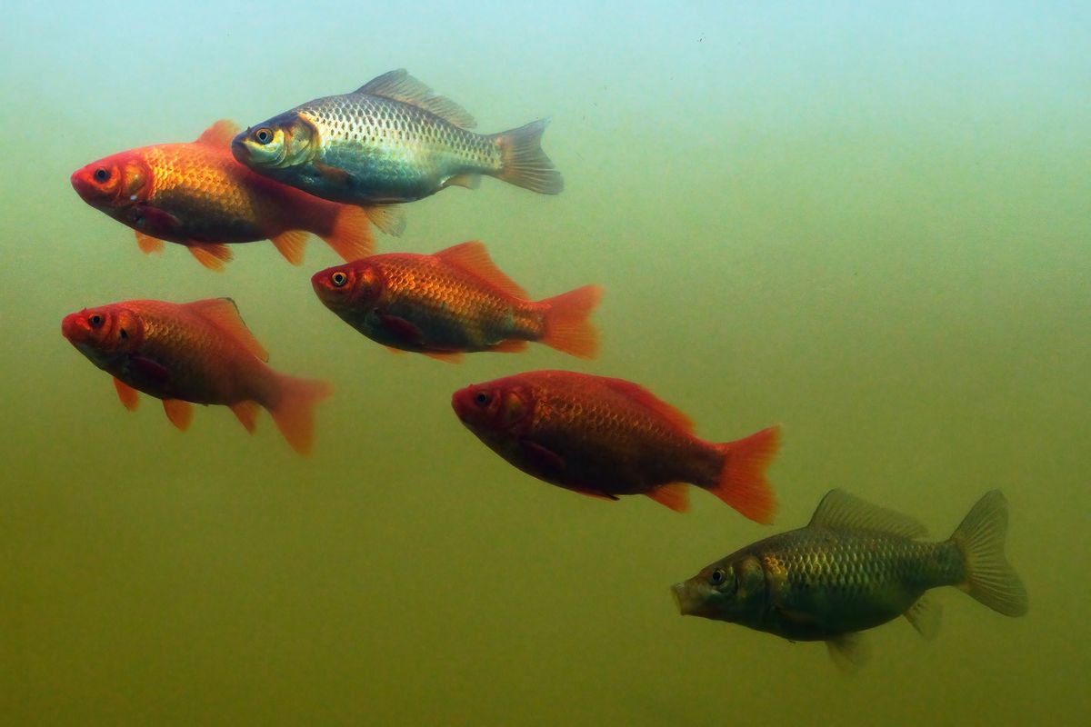 Vier normale Goldfische und zwei Silberfarbene Exemplare, aufgenommen durch ein Sichtfenster am See des Visitors Center  von Oasi La Rizza in Bentivoglio.