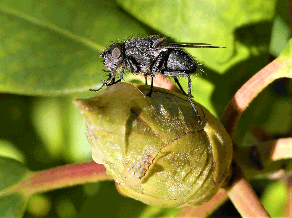 eine-Knospe-Rhododendron-mit-Fliege-in-Makro.gif