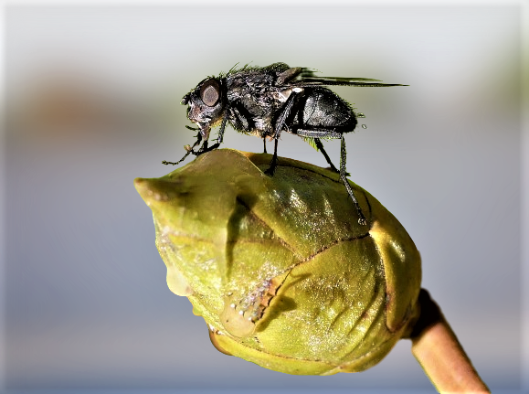 eine-Knospe-Rhododendron-mit-Fliege-in-Makro-1-removebg-preview.png