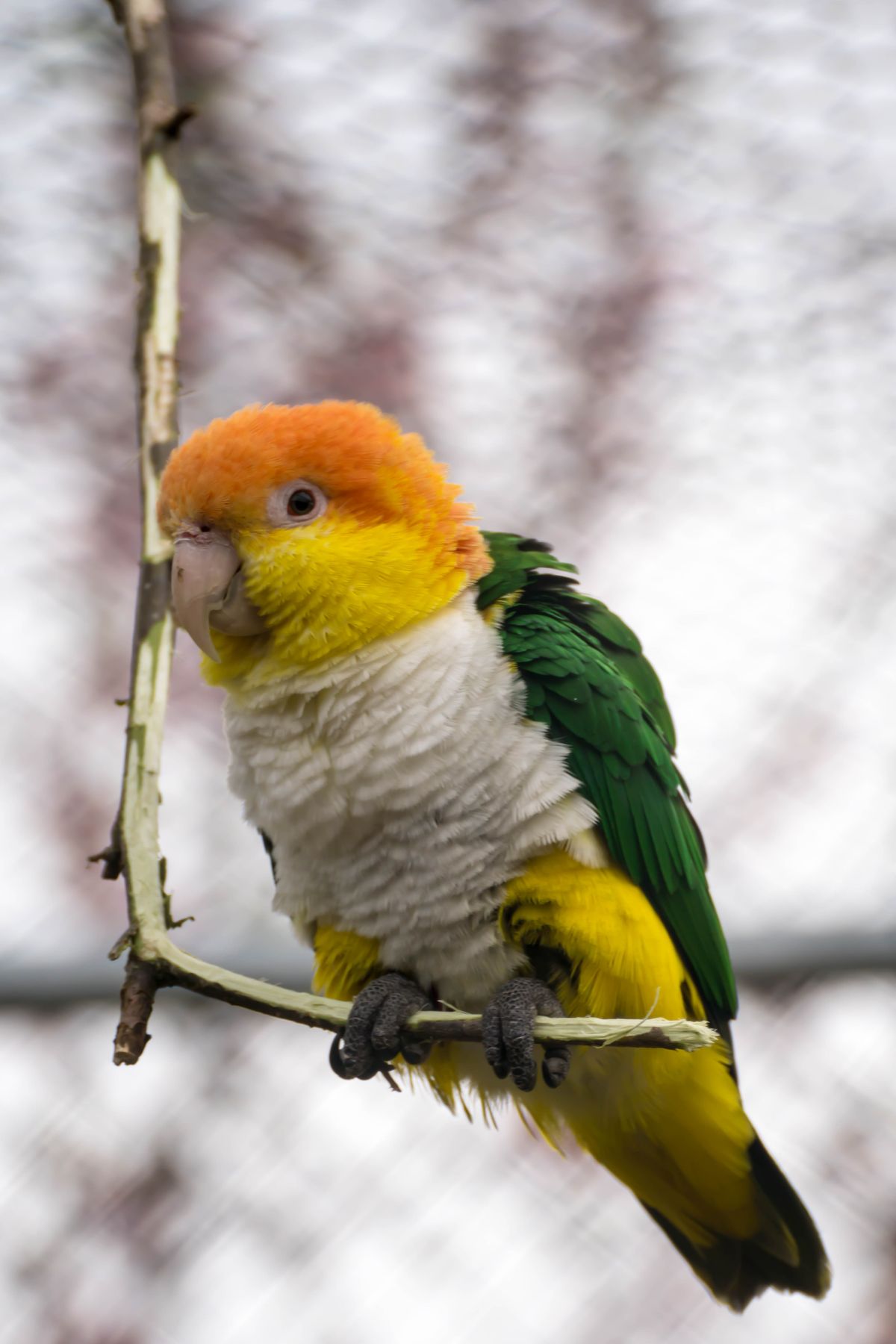 Sun Conure - Sonnensittich