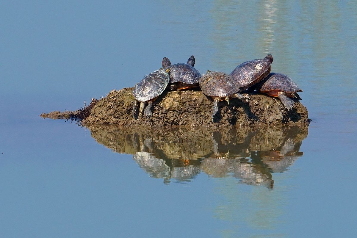 Die durch Schildkröten besetzte Insel, wurde in Oasi La Rizza, in der Gemeinde Bentivoglio in Italien aufgenommen.