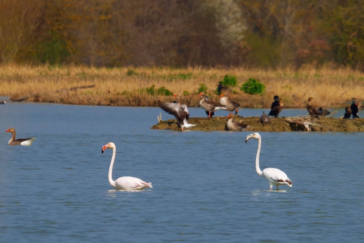 Aufgenommen in Oasi La Rizza, ein paar Weiße Flamingos